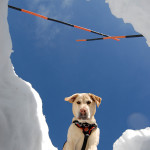 bigstock_Avalanche_rescue_dog_11554976