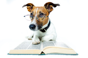 dog-and-books-33514622